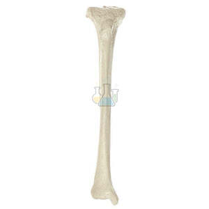Shinbone (Tibia) Model
